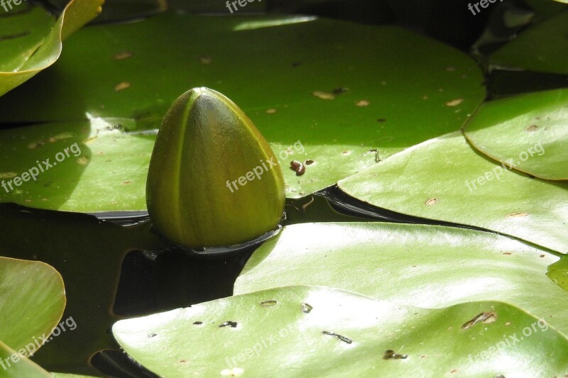 Bud Water Lily Nuphar Lutea Pond Plant Aquatic Plant