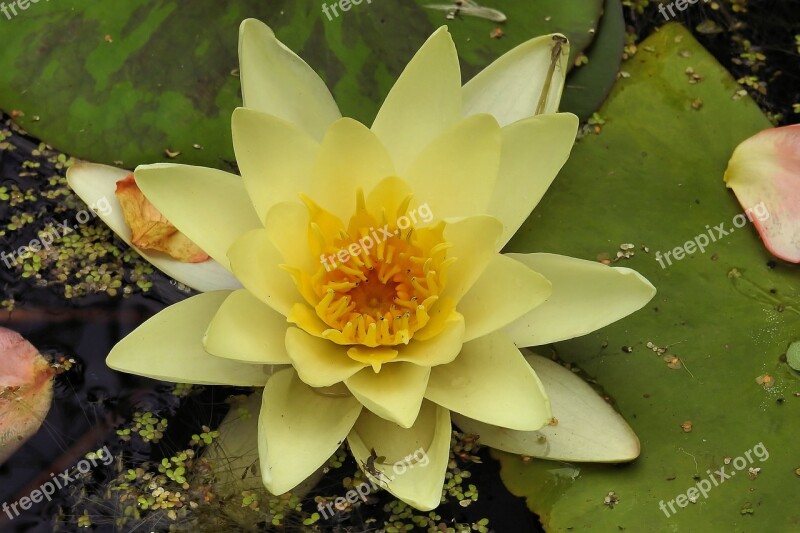 Water Lily Nuphar Lutea Pond Plant Aquatic Plant Pond