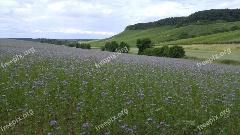 Flowers Arable California Bluebell Landscape Summer