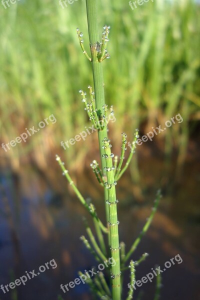 Horsetail Drops Marsh Mosquitos Rosa