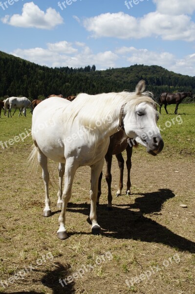 Mare Mold Arabs Horse Thoroughbred Arabian