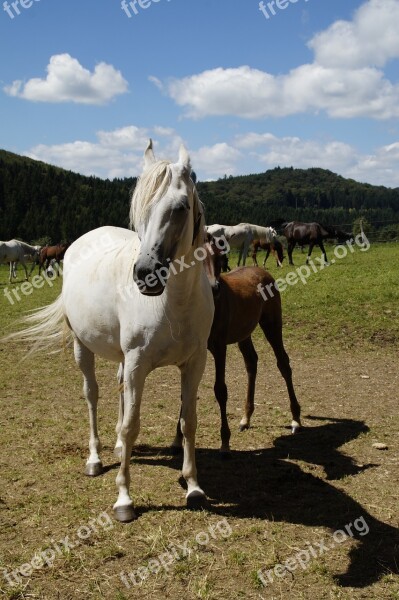 Country Stud Stud Mare Herd Flock Mare