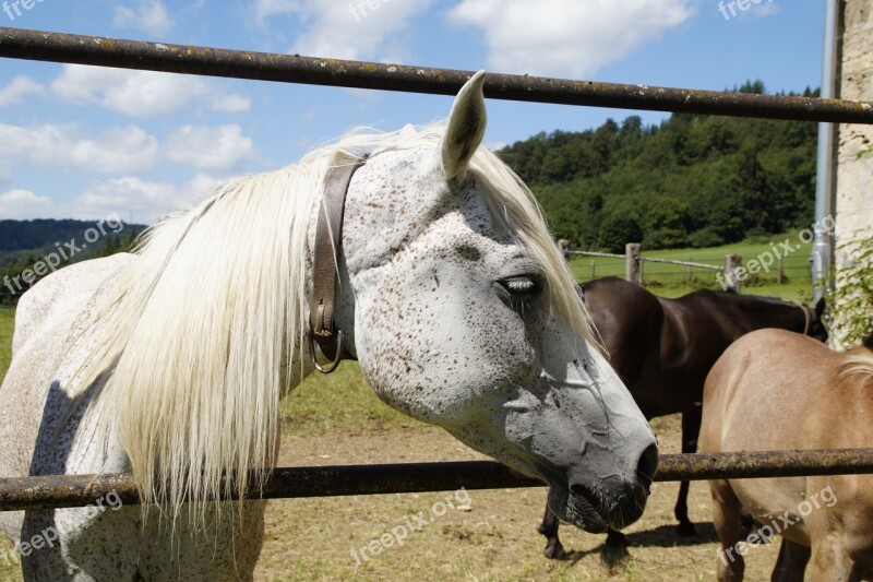 Mare Mold Arabs Horse Thoroughbred Arabian