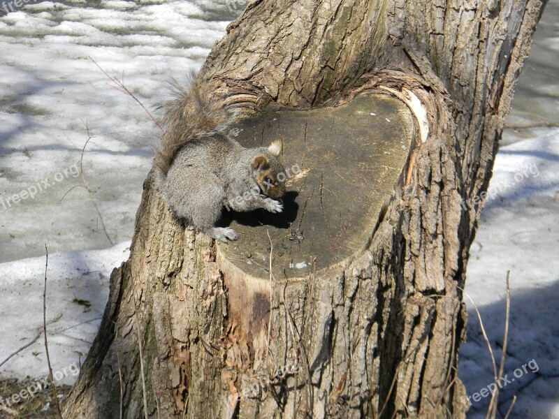 Squirrel Spring Wild Animals Tree Cute