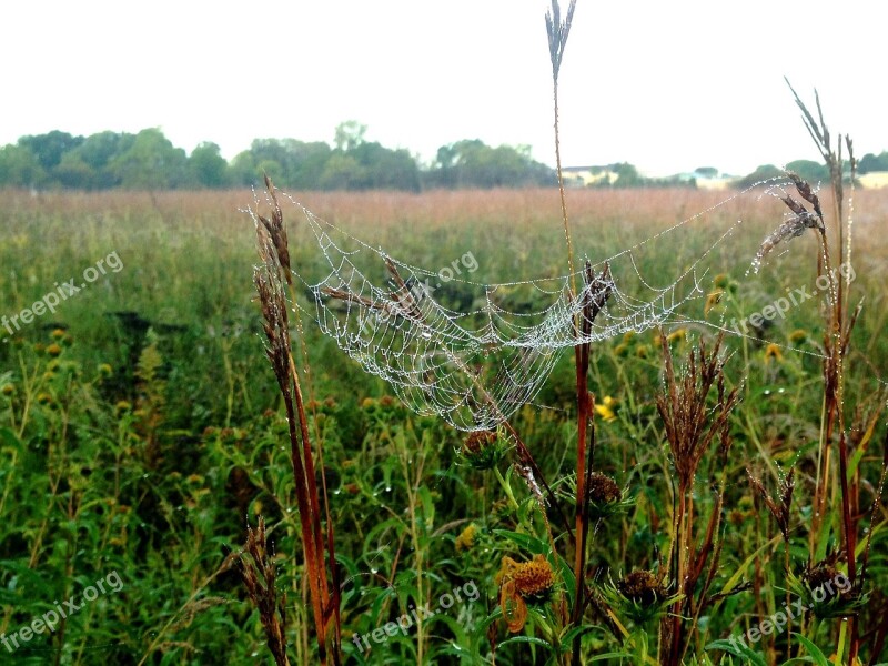 Spiderweb Dew Prairie Web Spider