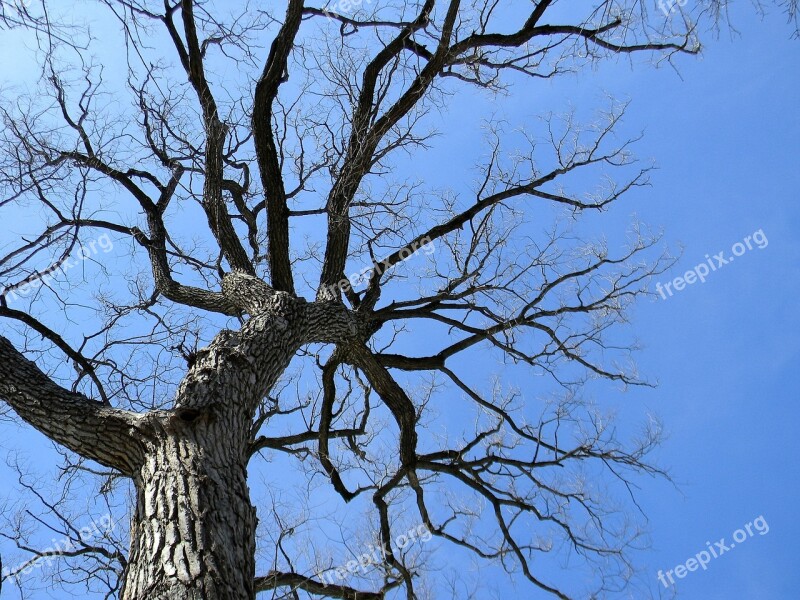 Top Sky Tree Altitude Branch