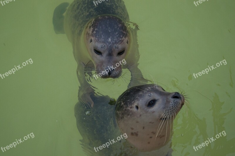 Seal Animal Water Meeresbewohner Mammal