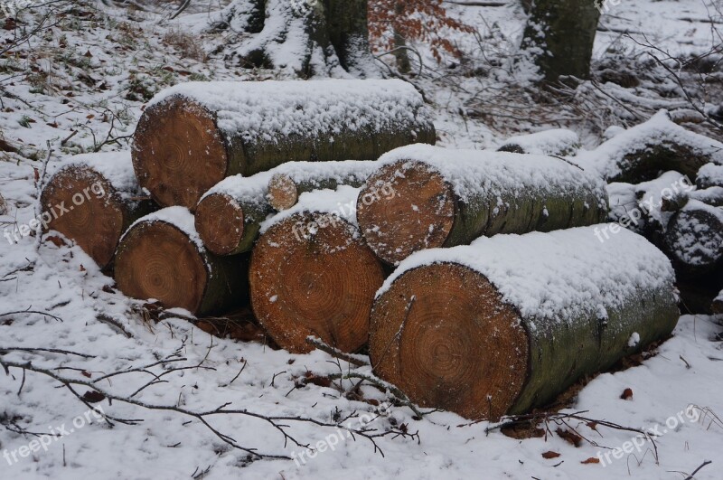 Winter Wood Forest Natural Logging