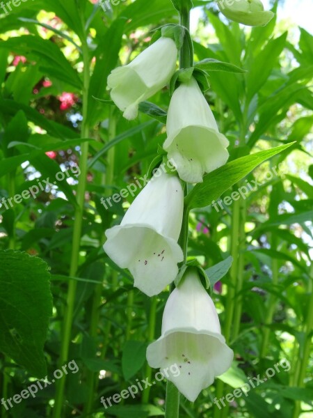 Flower Thimble Toxic Bell White