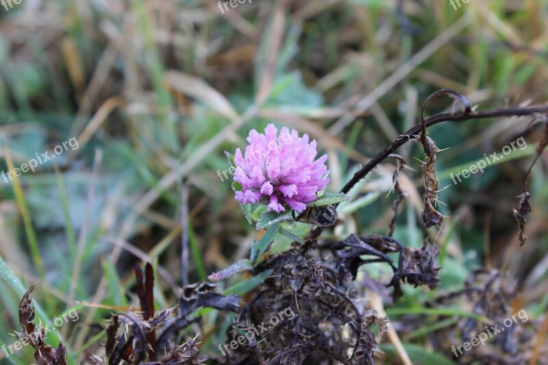 Clover Nature Wild Flower Flowers Of The Field Flowers