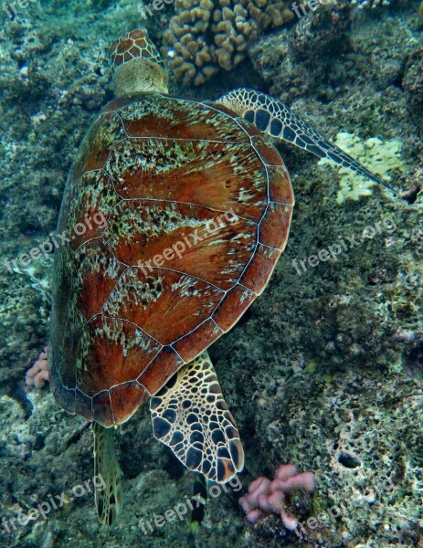 Turtle Sea Life Animals Wildlife Great Barrier Reef