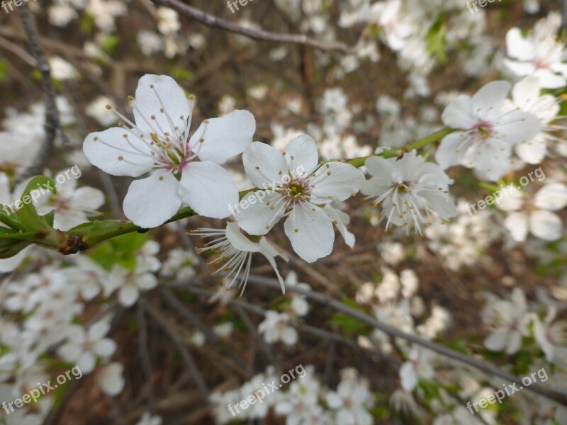 Flowers White Macro Nature Plant