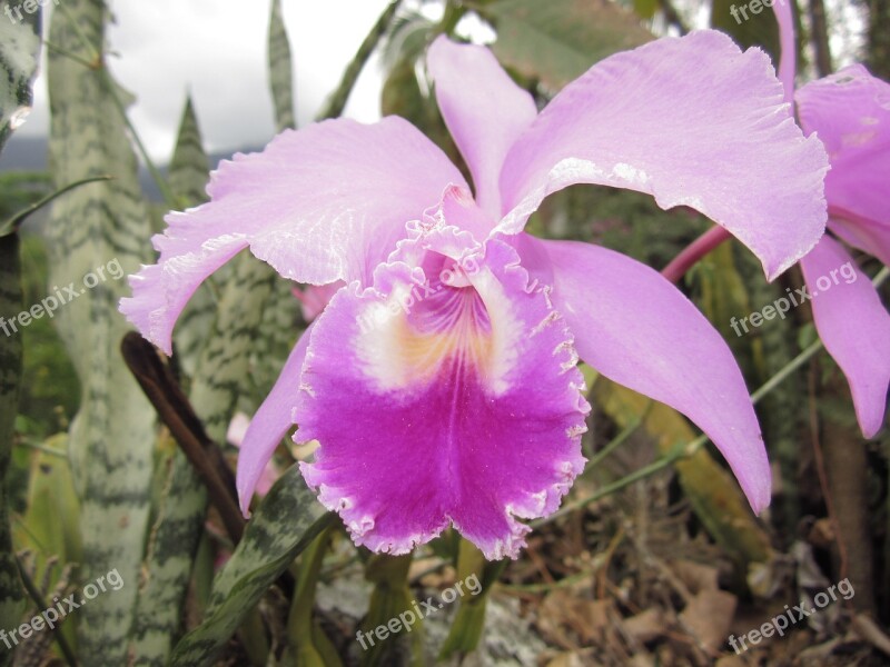 Orchid Flower Background Orquidea Catleya Orchids