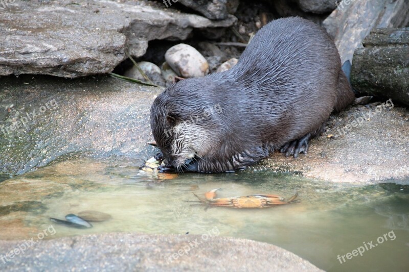 Otter Wild Nature Wildlife Animal