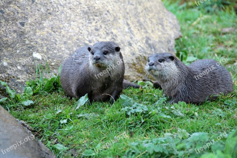 Pair Of Otters Otter Mammal Pair Wildlife