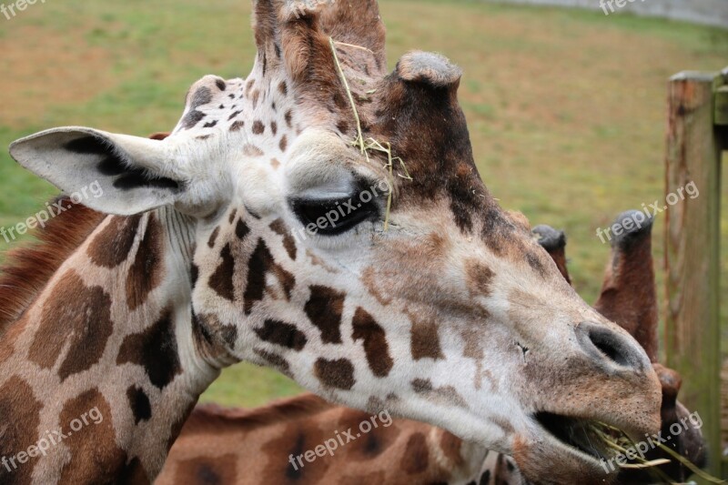 Giraffe Wildlife Animal Wild Safari