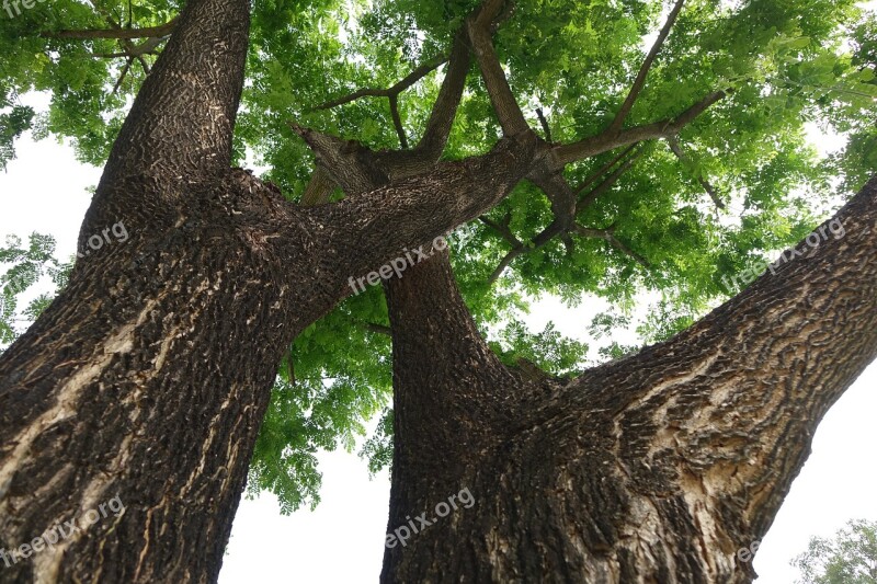 Trees Rain Trees Green Trunk Look Up