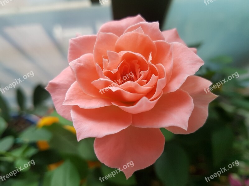 Rose Pink Roses Flowers Beautiful Potted Plant