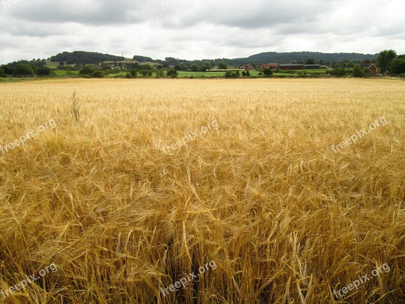 Field Crop Agriculture Landscape Farming