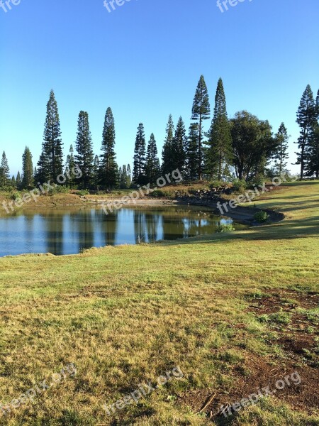 Tall Trees Quiteness Hawaiian Nature