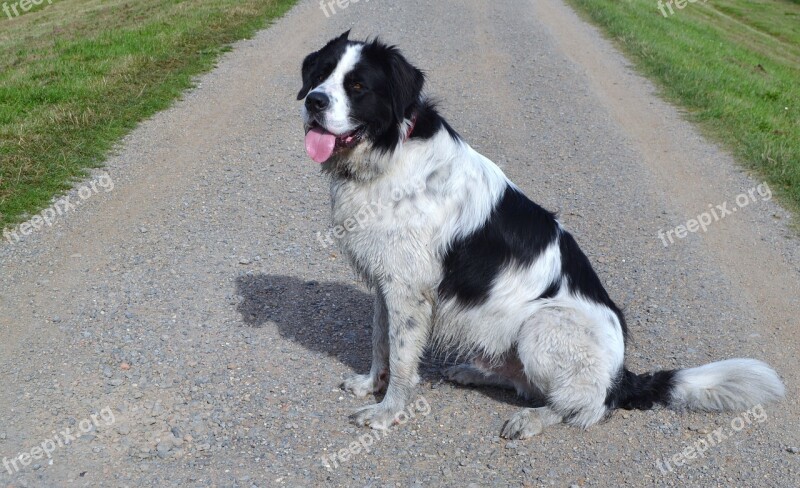 St Bernard Newfoundland Hybrid Dog Big Dog