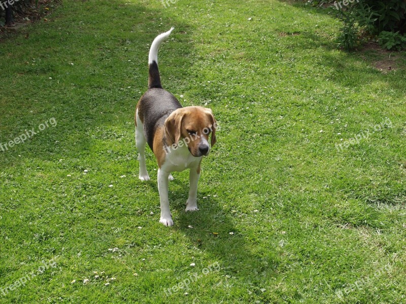 Beagle Pet Dog Free Photos