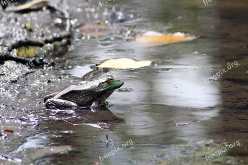 Frog Toad Marsh Marsh Frog Environment