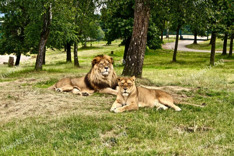 Lion Lioness Africa Nature Wild