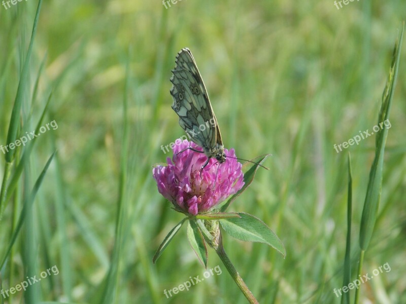 Butterfly Flower Grass Wings Insecta