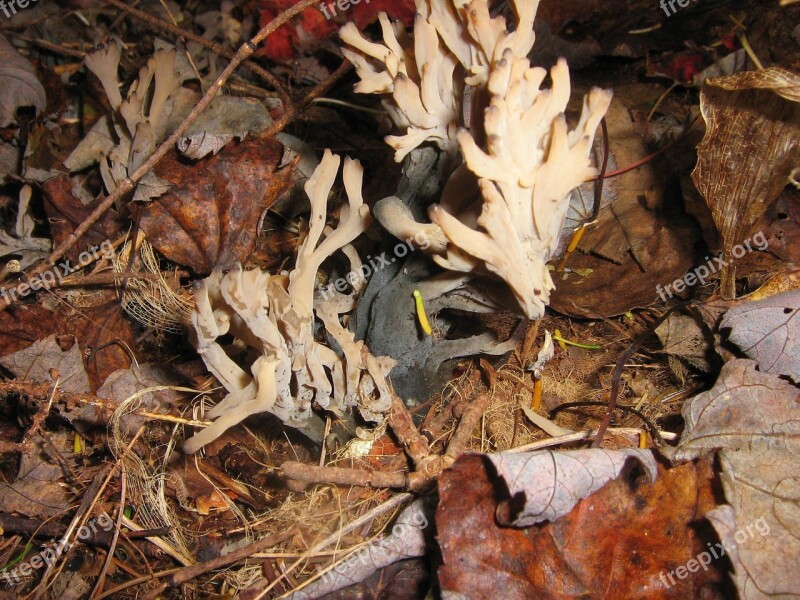 Forest Fungus Leaves Free Photos