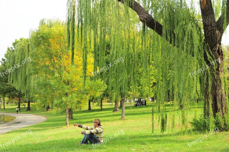 Green Nature Willow Outdoor Peaceful