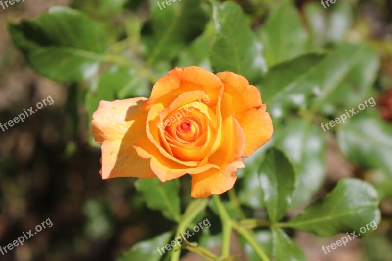 Pink Orange Nature Rosebush Flowers