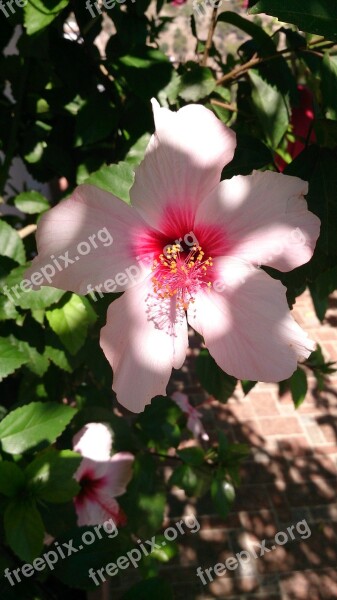 Hibiscus Flower Pacific Spring Pale