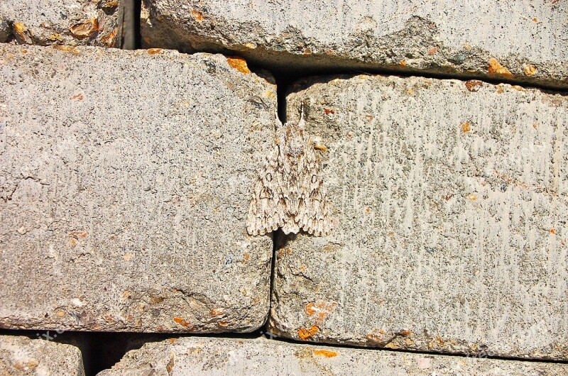 Wall Camouflage Summer Moth Butterfly