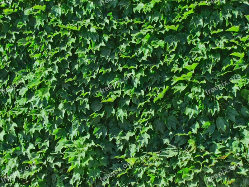 Foliage Texture Leaves Green Wall