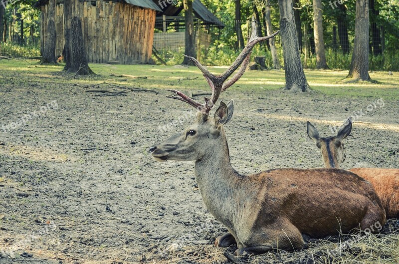 Deer Forest Forest Animal Nature Animal