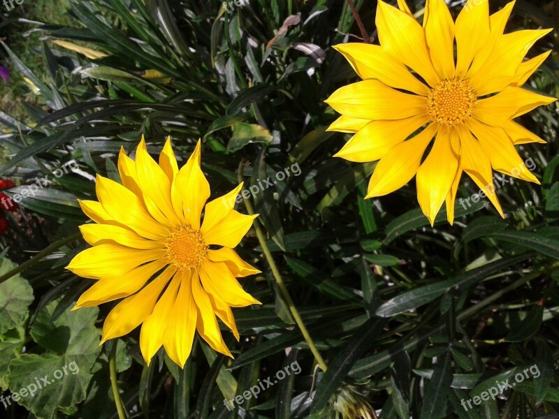 Gazania Flower Yellow Free Photos