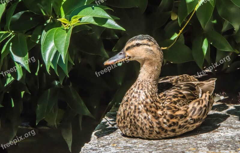 Duck Animals Bird Feathers Wild Duck