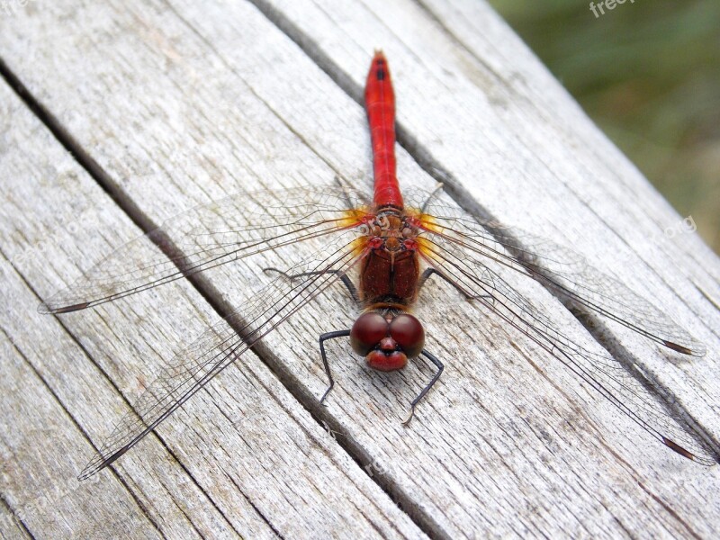 Dragonfly Red Dragonfly Macro Nature Insect