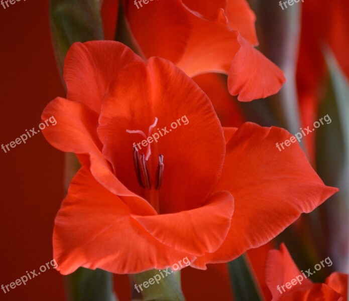 Plant Botany Gladiolus Blossom Bloom