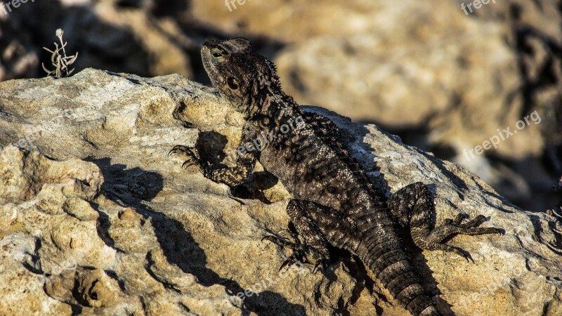 Cyprus Lizard Kurkutas Reptile Fauna