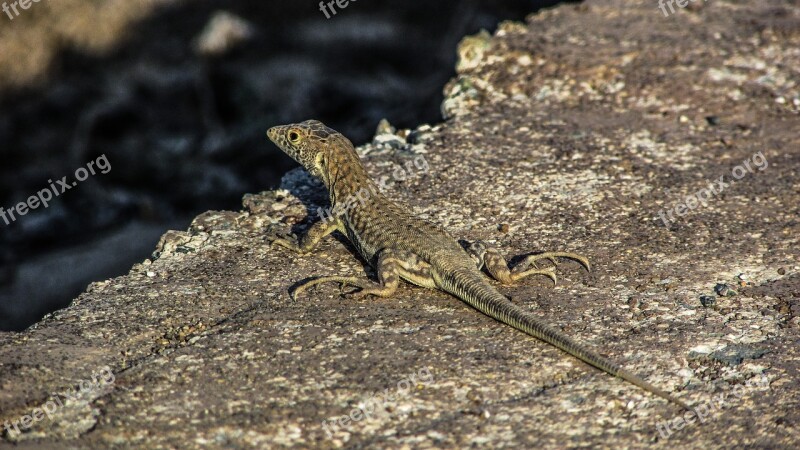 Lizard Reptile Nature Animal Wildlife