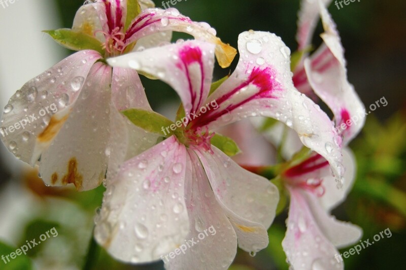 Orchids Rain Drip Water Flowers