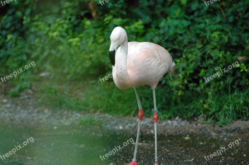 Flamingo Zoo Zurich Bird Water Bird