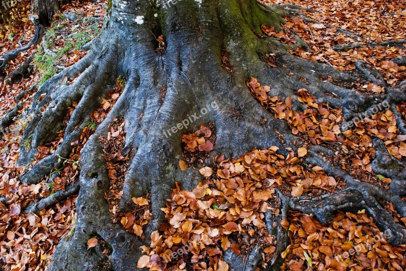 Log Root Autumn Wood Nature