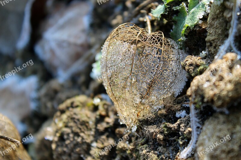 Physalis Frost Plant Free Photos