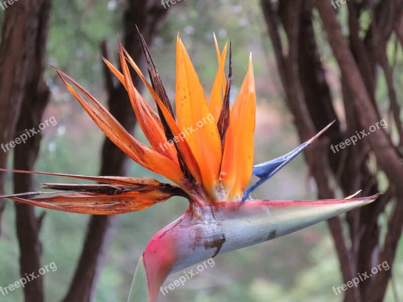 Parrot Flower Parrot Plant Strelitzia Orchids Caudata Free Photos