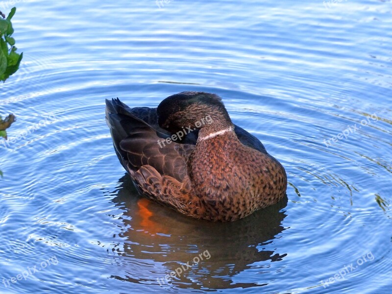 Duck Wild Duck Animal Water Nature