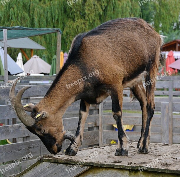 Goat Animal Horns Free Photos