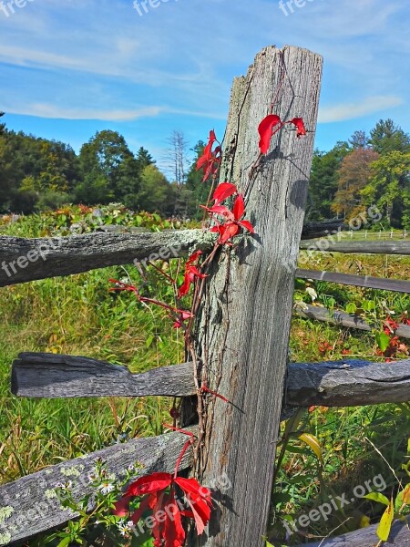 Fall Foliage Autumn Fall Foliage Free Photos